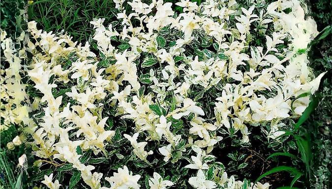 Euonymus Fortunei 'Harlequin' Spindle Bush