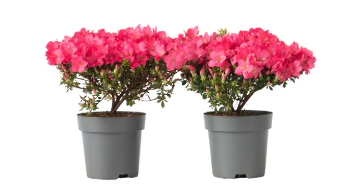 Set of 2 Rhododendron 'Azalea Anouk' Plants from Go Groopie IE