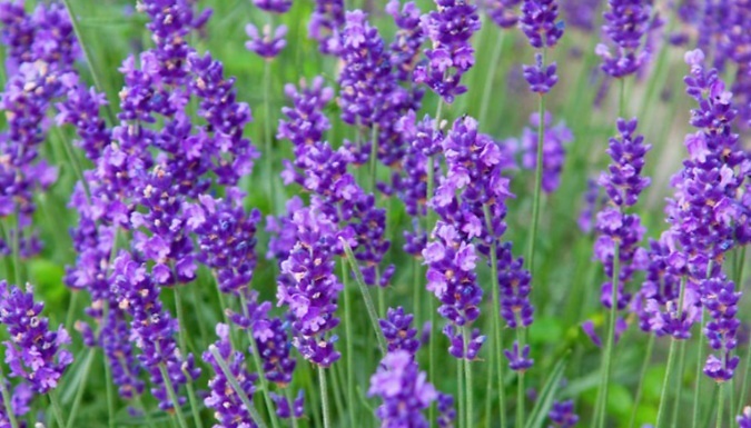Lavender 'Munstead' Plug Plants - 30 or 60!