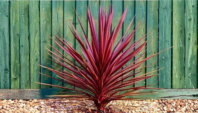 Cordyline Australis 'Torbay Red' Cabbage Palm Tree - 1 or 2 Plants