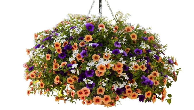 Pre-Planted Fruit Salad Hanging Basket - 2 Sizes