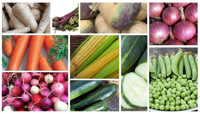 Country Vegetable Seed Collection - 2417 Seeds!