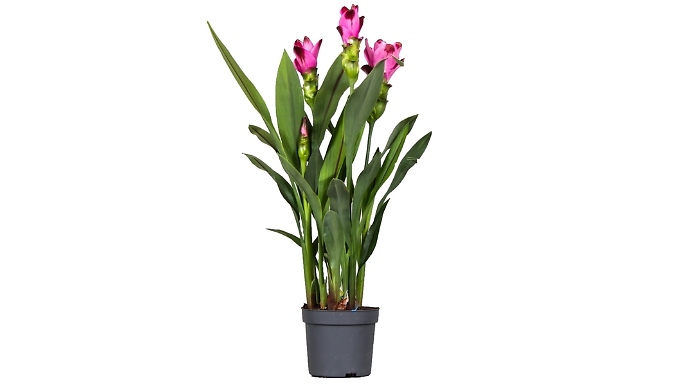 Curcuma Alismatifolia 'Siam Splash' from Go Groopie IE