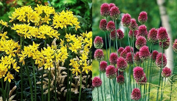 Complete Allium Collection - 100 Bulbs