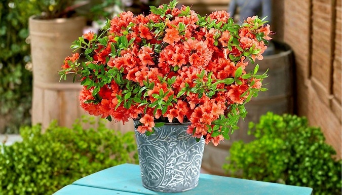 8-Pack Dwarf Japanese Azalea Variety Collection