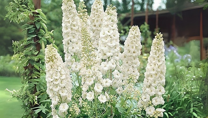 Delphinium Collection