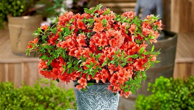 8-Piece Dwarf Rhododendron and Japanese Azalea Collection