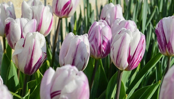 Tulip 'Flaming Flag' Bulbs - 12 or 24 Bulbs!