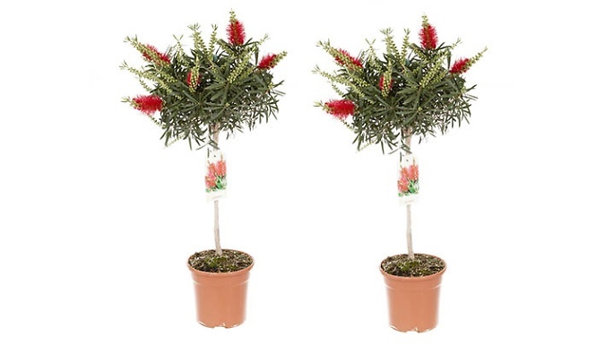 2.5L Pair of Callistemon 'Bottlebrush' Standard Plants at Go Groopie