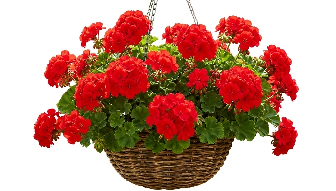 Pre-Planted Geranium 'Grandeur Power Red' Hanging Basket - 14-Inch!