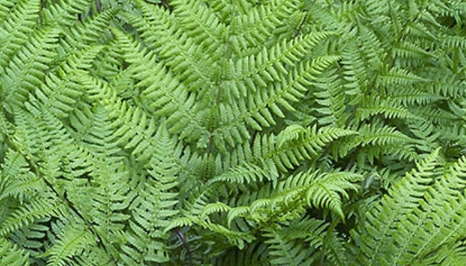 Colourful Hardy Fern Collection