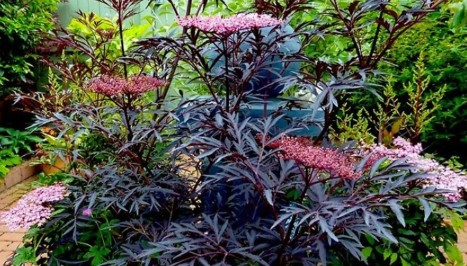 Elderberry Sambucus 'Black Lace' Shrubs - 3 Options!