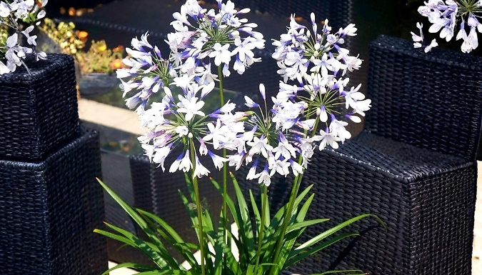 1 or 3 Pots of Agapanthus 'Twister' African Lily