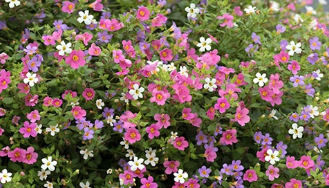 Bacopa 'Topia' Mix - 12 Plug Plants!
