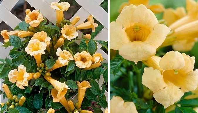 Campsis Trumpet Vine Collection - 3 x 2L Pots. at Go Groopie