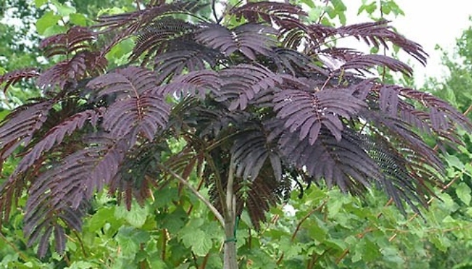 Silk Tree 'Summer Chocolate' - 3L Pot!