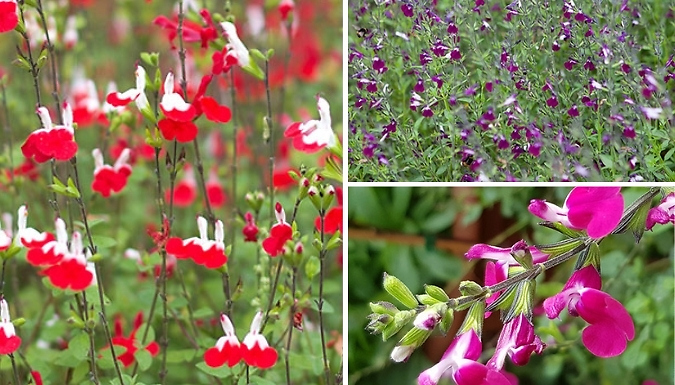 Perennial Salvia Collection - 3 Varieties!