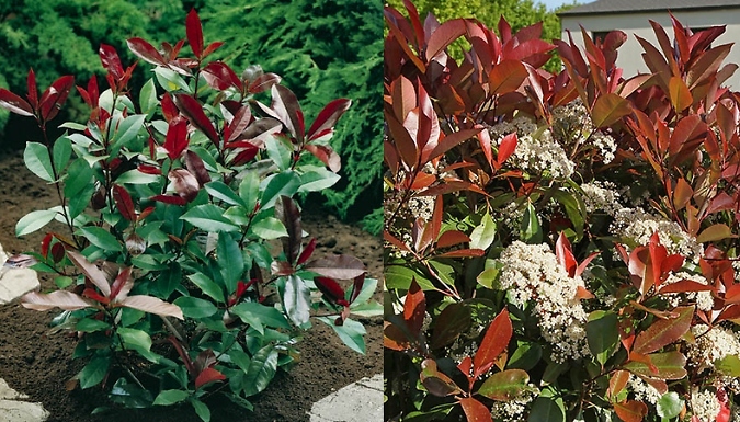 1 or 10-Pack Photinia Red Robin Plant