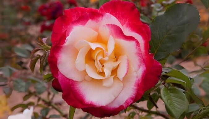 3L Rose 'Nostalgia' Plant - Garden Ready!