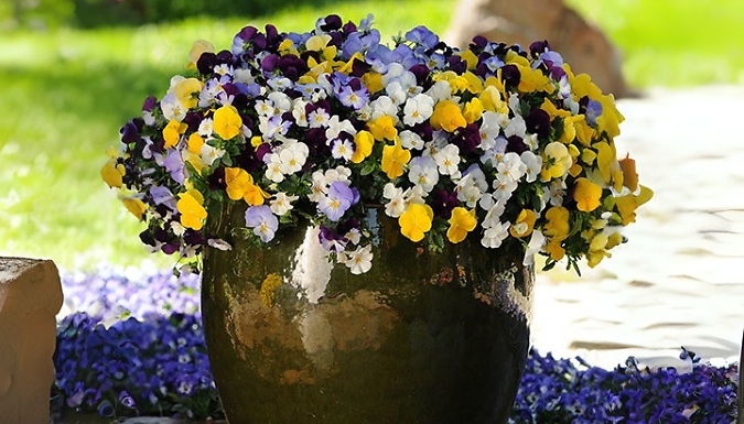 Trailing 'Cool Wave' Pansy Mix - 10 or 20 Plants!