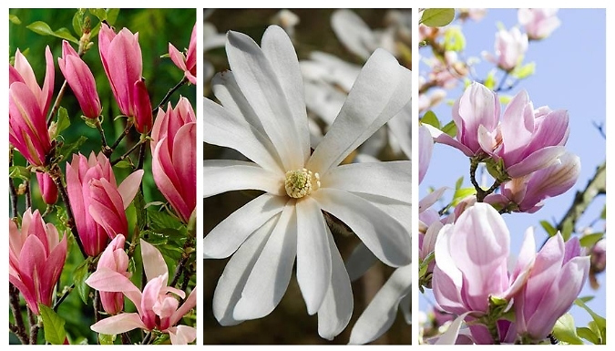 Fragrant Magnolia Collection