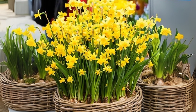 Dwarf Daffodil Narcissus 'Tête-à-Tête' Bulbs - 30 or 60 Bulbs!