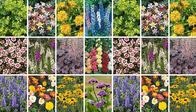 PRE-SALE: 24 Plug Hardy Garden Perennial Collection