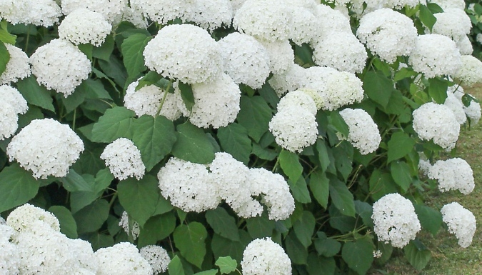 3-Pack Hydrangea Macrophylla - 3 Colour Options. from Go Groopie IE