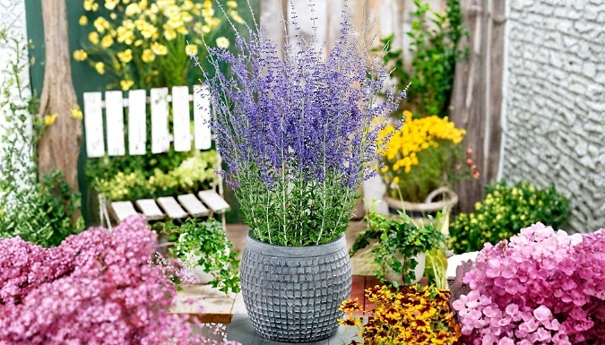 Russian Sage Salvia Perovskia Atriplicifolia 'Little Spire' Shrub