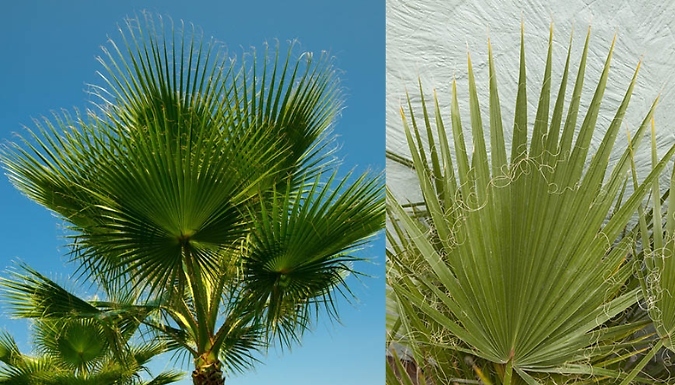 Washingtonia Robusta 'Cotton Palm' - 2 Sizes!