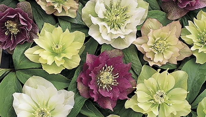 Hellebore 'Double Ellen' Mix - 10 Pack of Jumbo Plugs!