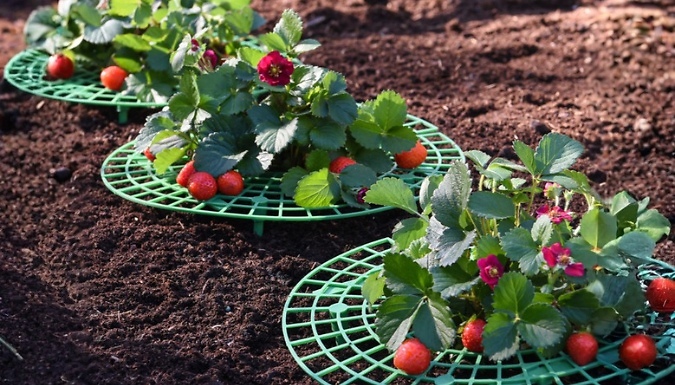 Garden Gear Strawberry Support Frame - 5 or 10-Pack!