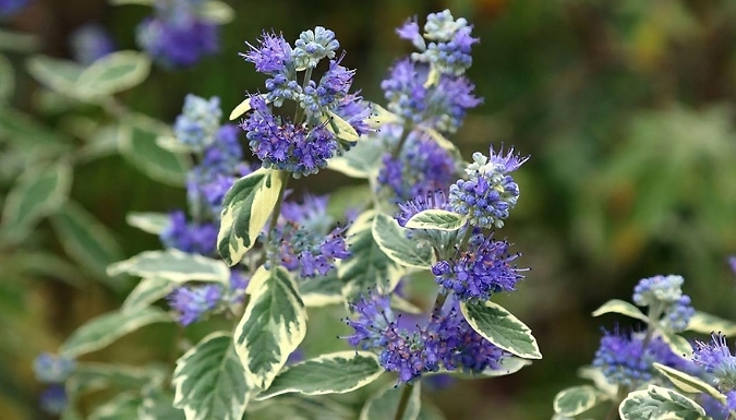 Caryopteris x Clandonensis Bluebeard 'White Surprise' - 1 or 2 Pots!