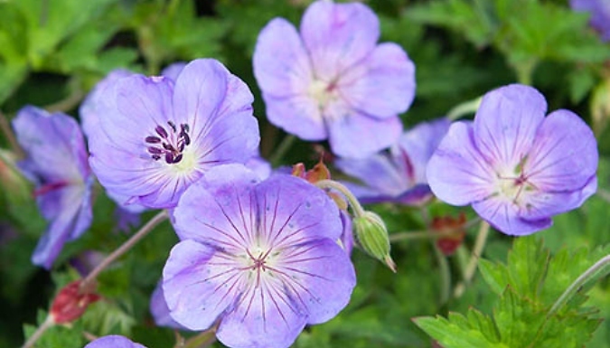 Geranium 'Rozanne' - 2L Potted Plant!