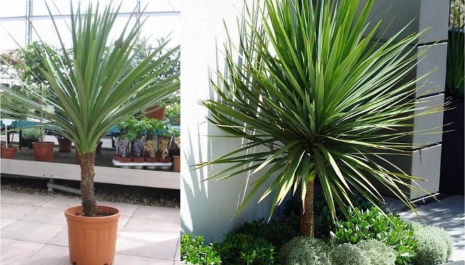 Cordyline Australis - Giant Extra-Large 5FT Plant!