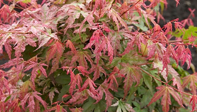 1.5L Japanese Maple Acer 'Phoenix' Palmatum