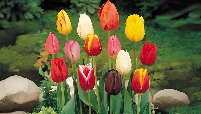 Tulip 'Triumph Mixed' Bulbs - 15 or 30 Pack!