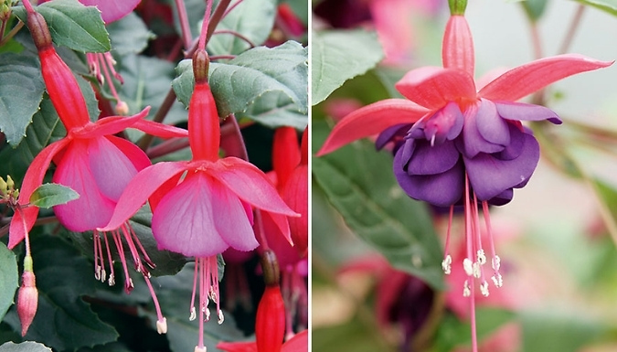 PRE-SALE: Complete Winter Hardy Fuchsia Collection - 12 Plug Plants!