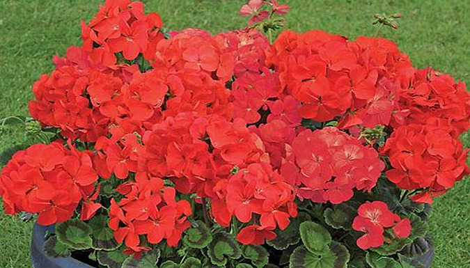Geranium 'Best Red' F1 Hybrid Plant - 36 or 72 Plants