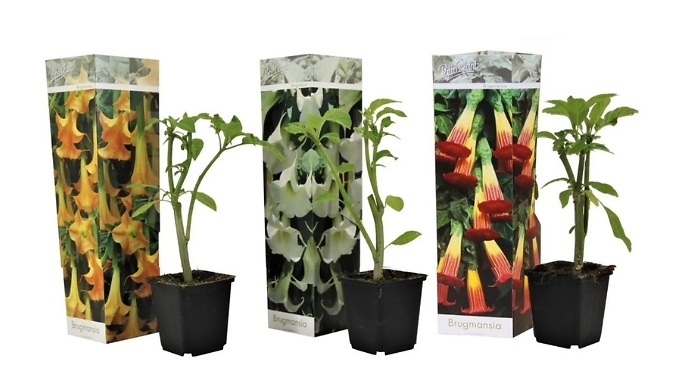 3-Piece Brugmansia Angel's Trumpets from Go Groopie IE