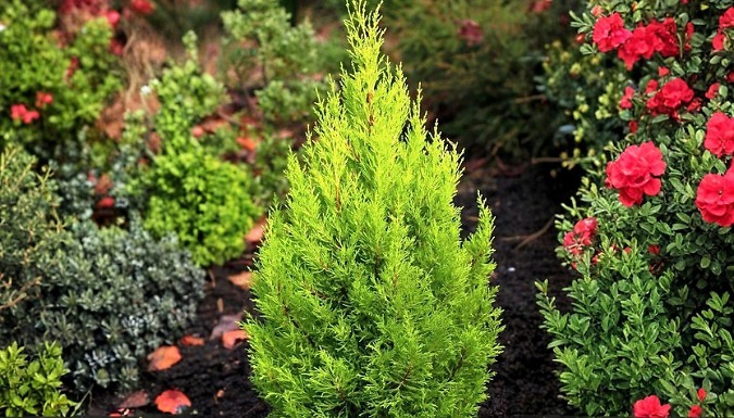 3-Pack Dwarf Conifer 'Wilma' Goldcrest Lemon Cypress - 9cm Pots!