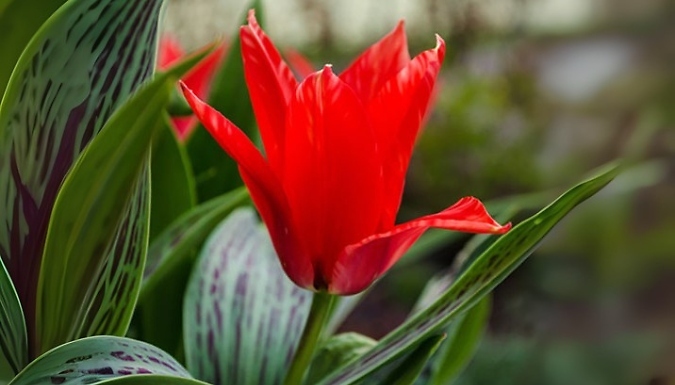 Tulip 'Red Riding Hood' Bulbs - 15 or 30 Bulbs!