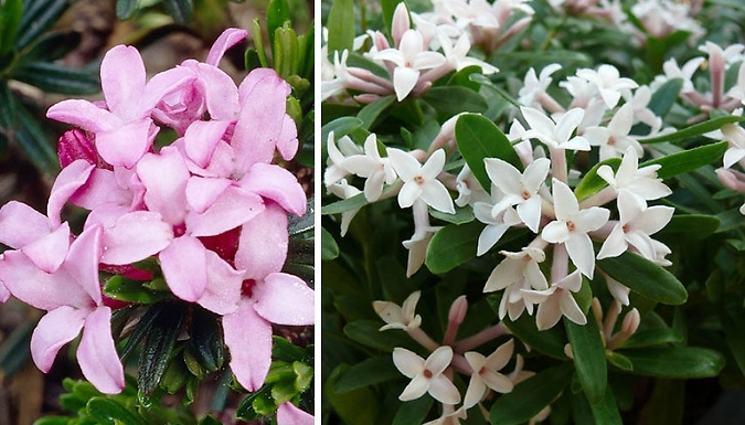 Daphne Fragrance Plant Collection