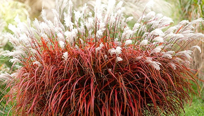 Miscanthus 'Lady in Red' - Set of 3 Plug Plants