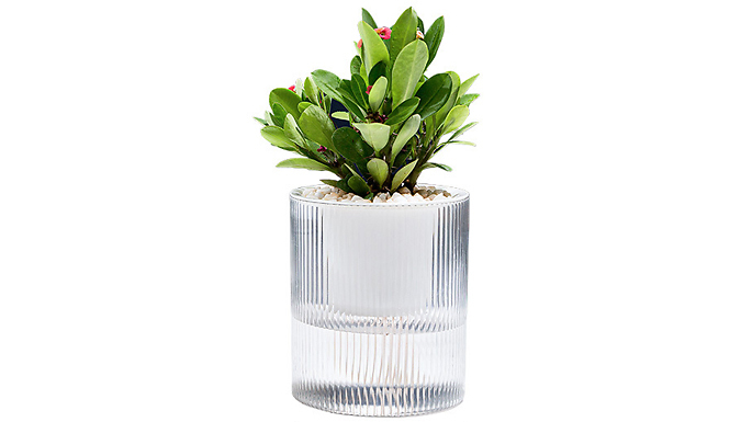 Self-Absorbing Hydroponic Flower Pot - 2 Sizes at Go Groopie