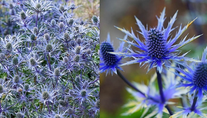 1, 2 or 3 Eryngium Planum Blue Hobbit