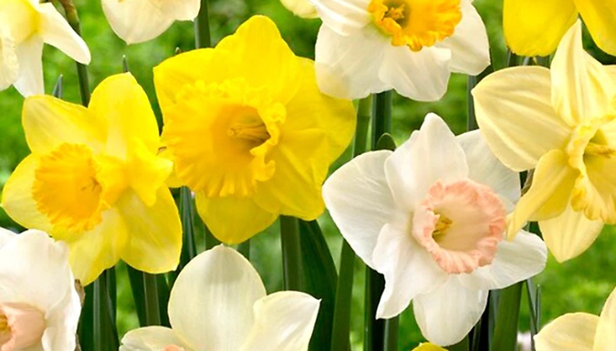 Mixed Daffodil Bulbs - 5kg