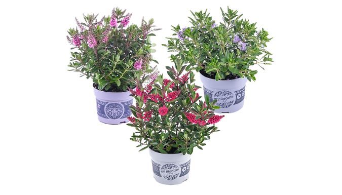 Hebe All Blooms - Set of 3 at Go Groopie IE
