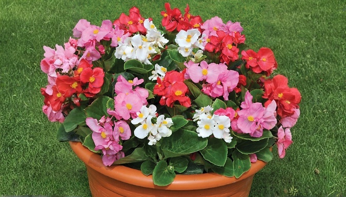 30-Pack Summer Bedding Plug Plant Collection