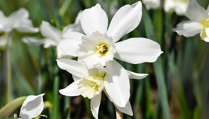 Narcissus 'Thalia' Bulbs - 20 or 40 Bulbs!